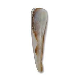 Mother of Pearl:30x5mm Long Teeth Beads, White [16"]