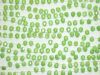 Gemstone:7x9mm Faceted Flat Drop, Apple Green Magnesite [10]