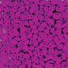 SuperDuo Beads, 2.5x5mm Violet Neon [10g]